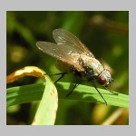 Muscidae sp - Echte Fliege 04c 11mm.jpg